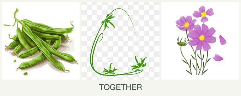 Can you plant beans, tarragon and cosmos together?