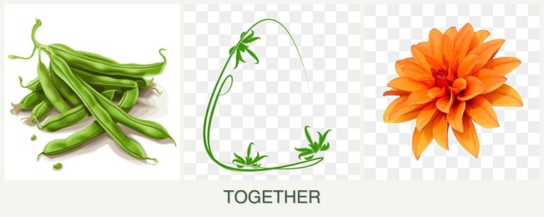 Can you plant beans, tarragon and dahlias together?