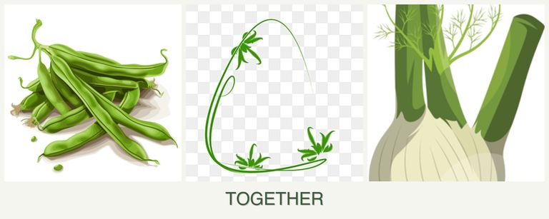 Can you plant beans, tarragon and fennel together?
