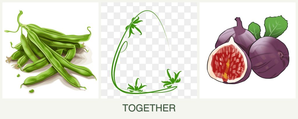 Can you plant beans, tarragon and figs together?