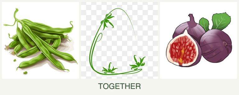 Can you plant beans, tarragon and figs together?