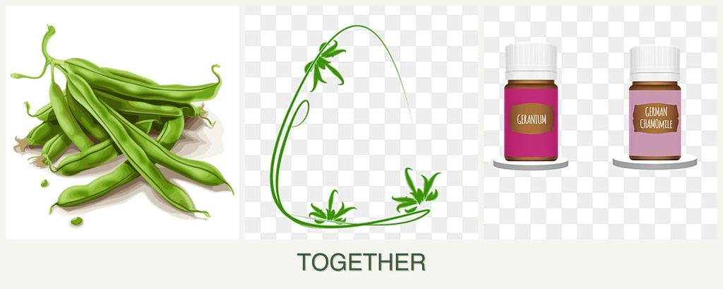 Can you plant beans, tarragon and geraniums together?