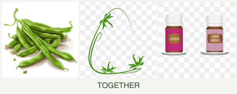 Can you plant beans, tarragon and geraniums together?
