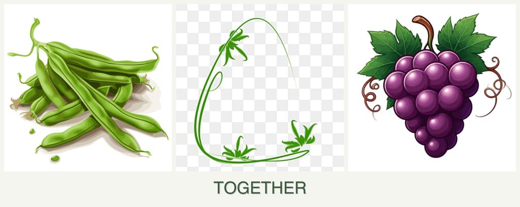 Can you plant beans, tarragon and grapes together?