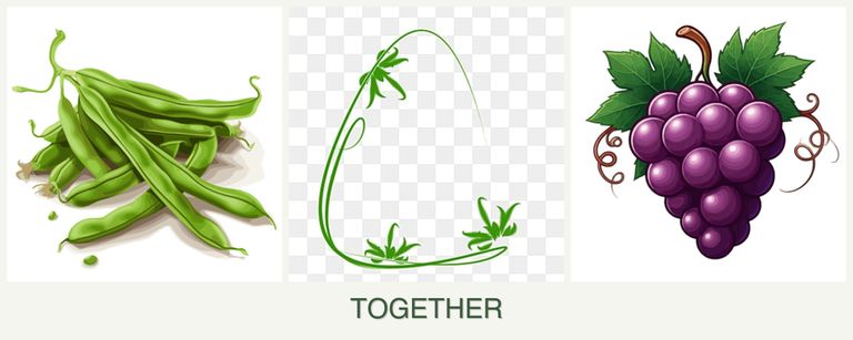 Can you plant beans, tarragon and grapes together?