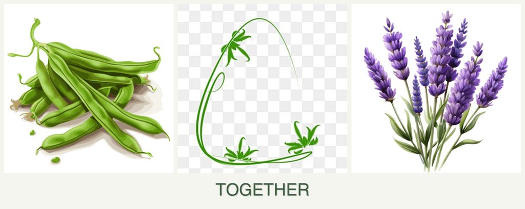 Can you plant beans, tarragon and lavender together?
