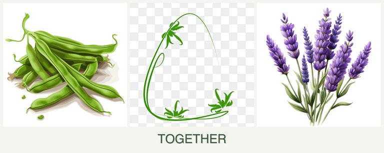 Can you plant beans, tarragon and lavender together?