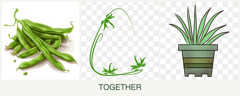 Can you plant beans, tarragon and lemongrass together?