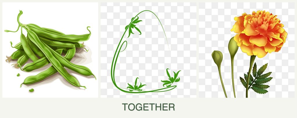 Can you plant beans, tarragon and marigolds together?