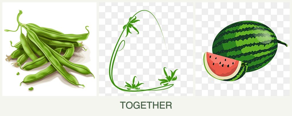 Can you plant beans, tarragon and melons together?