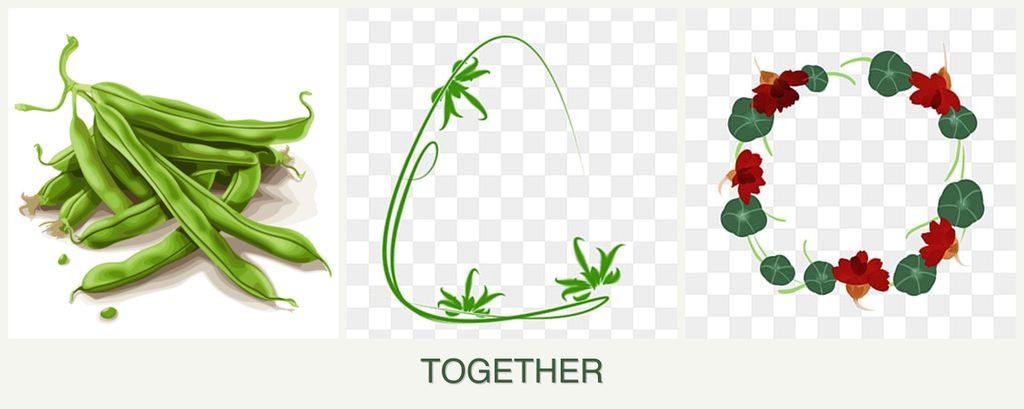 Can you plant beans, tarragon and nasturtiums together?