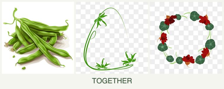 Can you plant beans, tarragon and nasturtiums together?
