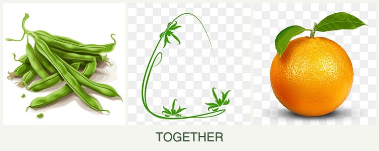Can you plant beans, tarragon and oranges together?
