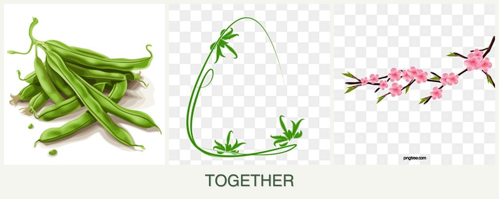 Can you plant beans, tarragon and peaches together?