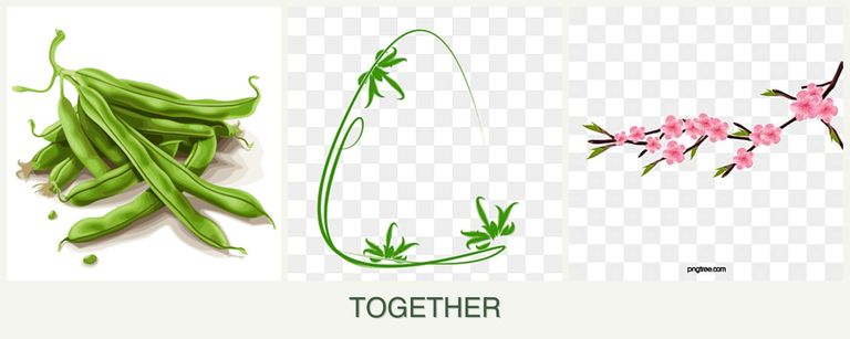 Can you plant beans, tarragon and peaches together?