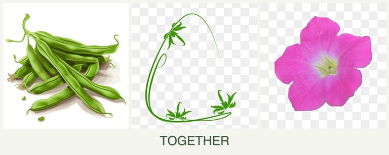 Can you plant beans, tarragon and petunias together?