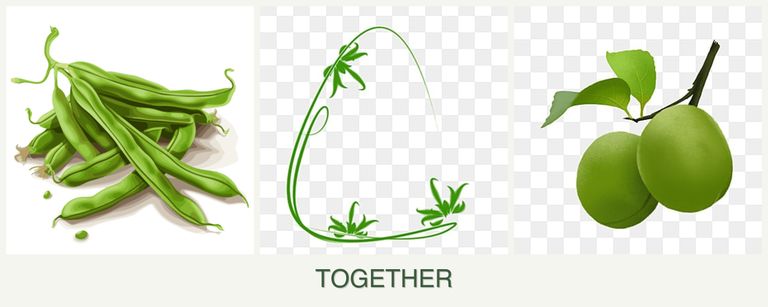 Can you plant beans, tarragon and plums together?