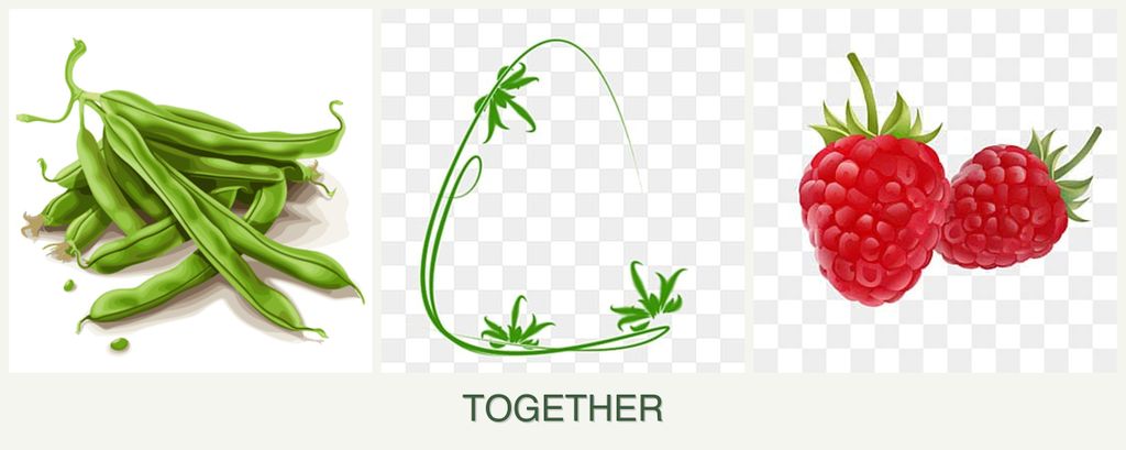 Can you plant beans, tarragon and raspberries together?