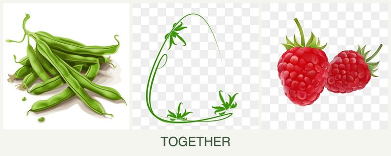 Can you plant beans, tarragon and raspberries together?