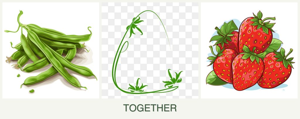 Can you plant beans, tarragon and strawberries together?