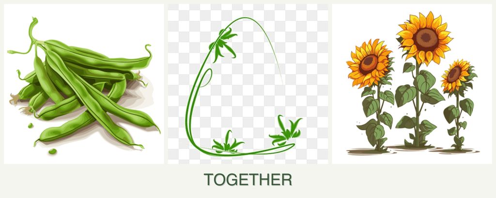 Can you plant beans, tarragon and sunflowers together?