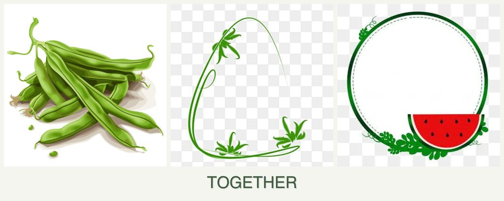 Can you plant beans, tarragon and watermelons together?
