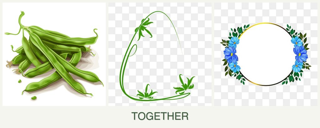 Can you plant beans, tarragon and zinnias together?