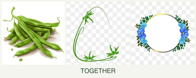 Can you plant beans, tarragon and zinnias together?
