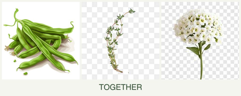 Can you plant beans, thyme and alyssum together?