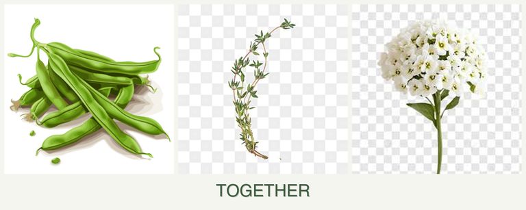 Can you plant beans, thyme and alyssum together?