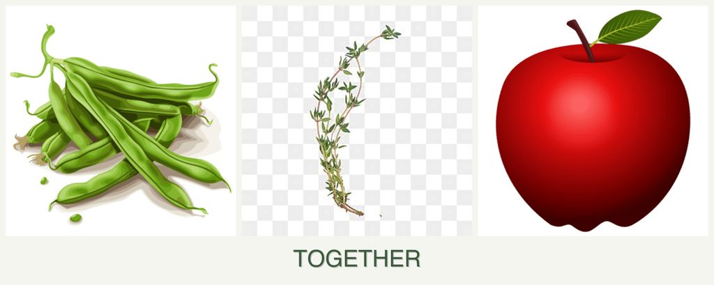 Can you plant beans, thyme and apples together?