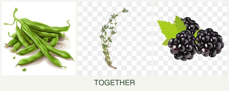 Can you plant beans, thyme and blackberries together?