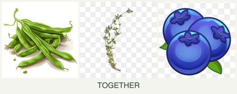 Can you plant beans, thyme and blueberries together?