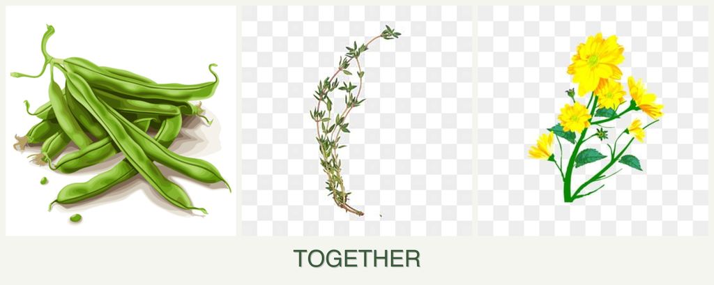 Can you plant beans, thyme and calendula together?