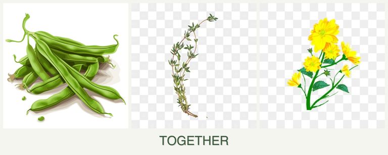 Can you plant beans, thyme and calendula together?