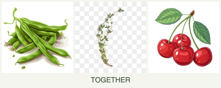 Can you plant beans, thyme and cherries together?