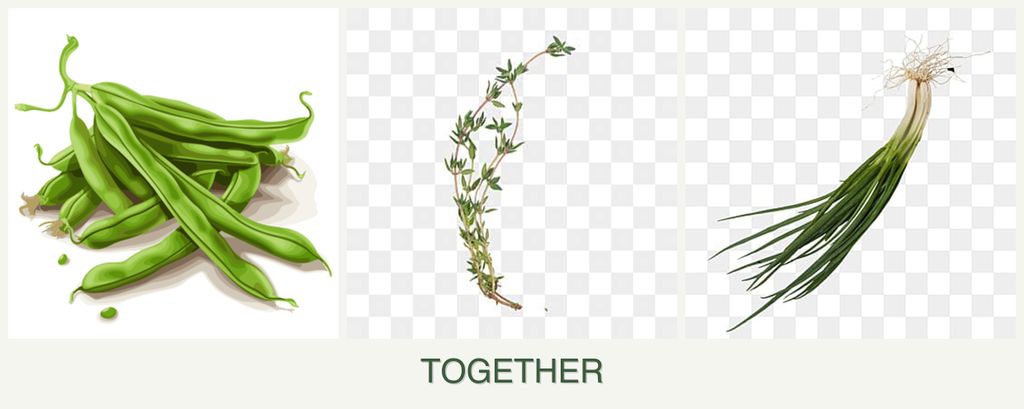 Can you plant beans, thyme and chives together?