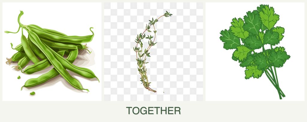 Can you plant beans, thyme and cilantro together?