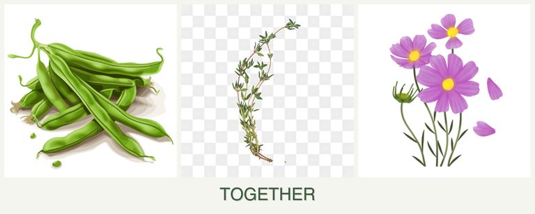 Can you plant beans, thyme and cosmos together?