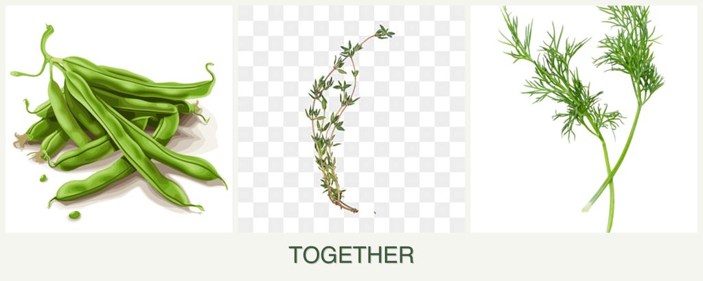 Can you plant beans, thyme and dill together?
