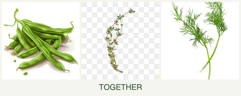 Can you plant beans, thyme and dill together?