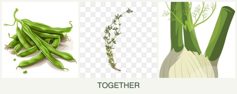 Can you plant beans, thyme and fennel together?