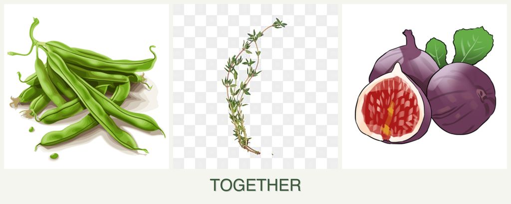 Can you plant beans, thyme and figs together?