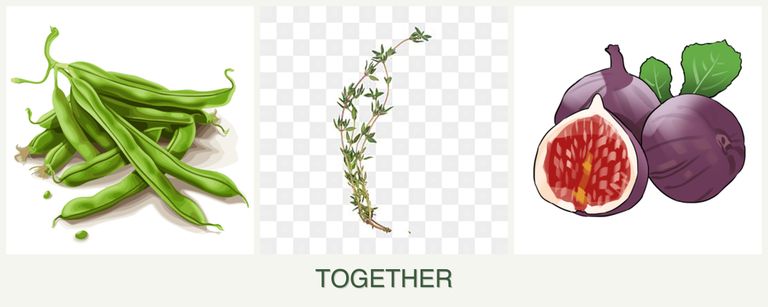 Can you plant beans, thyme and figs together?