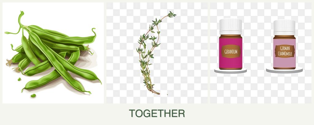 Can you plant beans, thyme and geraniums together?