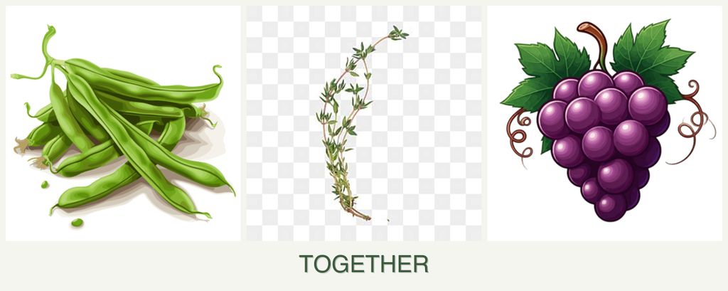 Can you plant beans, thyme and grapes together?