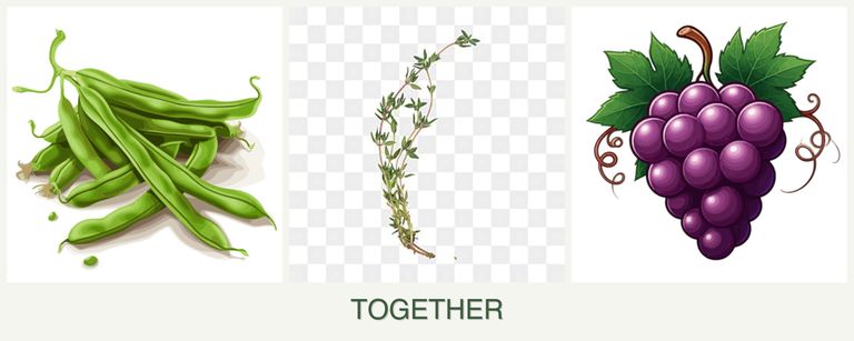 Can you plant beans, thyme and grapes together?