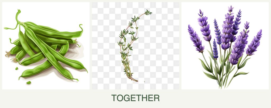 Can you plant beans, thyme and lavender together?