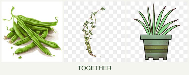 Can you plant beans, thyme and lemongrass together?