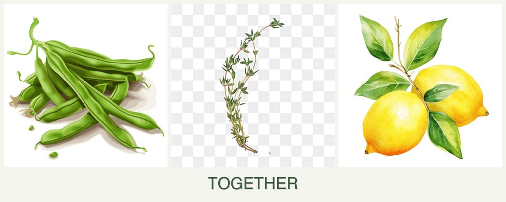 Can you plant beans, thyme and lemons together?